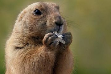 Phil, cea mai vestită marmotă-meteorolog, prognozează încă şase săptămâni de iarnă în Statele Unite