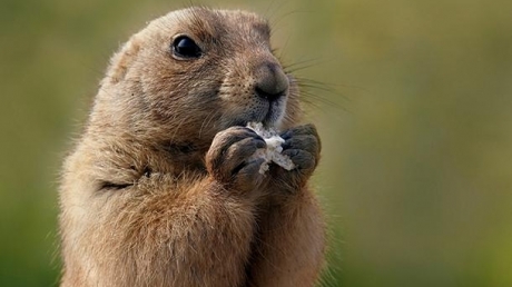phil,-cea-mai-vestita-marmota-meteorolog,-prognozeaza-inca-sase-saptamani-de-iarna-in-statele-unite