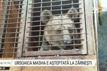 Masha, o ursoaică exploatată timp de două decenii de un circ din Ucraina, va fi adusă în sanctuarul din Zărneşti