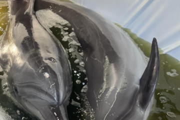 Patru delfini și trei lei de mare din Ucraina ajung la Delfinariul din Constanța