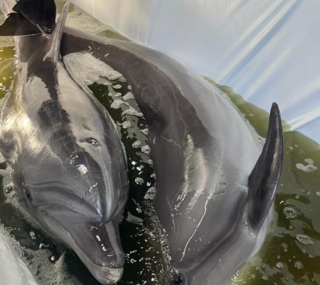 patru-delfini-si-trei-lei-de-mare-din-ucraina-ajung-la-delfinariul-din-constanta