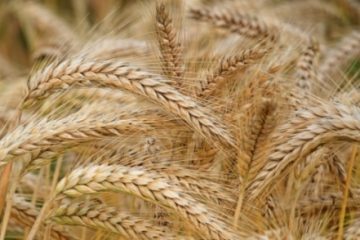 Argentina, prima ţară din lume care autorizează plantarea grâului modificat genetic