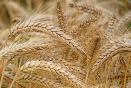 Argentina, prima ţară din lume care autorizează plantarea grâului modificat genetic
