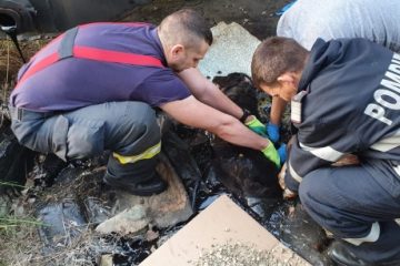 O căţeluşă blocată în smoală a fost salvată de pompieri în Argeş