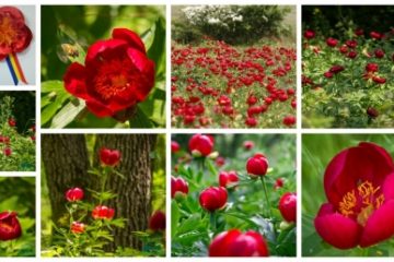 15 mai, Ziua bujorului românesc. Demersuri pentru ca acesta să devină floare națională. Arii naturale protejate
