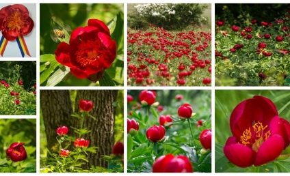 15 mai, Ziua bujorului românesc. Demersuri pentru ca acesta să devină floare națională. Arii naturale protejate