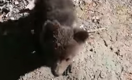 Un pui de urs blocat într-un copac de frica unor câini a fost salvat de jandarmii băcăuani