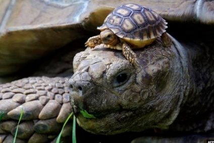 Țestoasele nu sunt niște pietre cu picioare! 23 mai, Ziua mondială a broaștelor țestoase