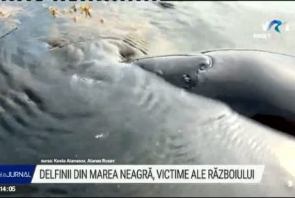 Delfini cu urme de arsuri şi foarte slăbiţi au fost găsiţi eşuaţi în apropierea coastelor din sudul Bulgariei. Războiul din Ucraina, o posibilă cauză