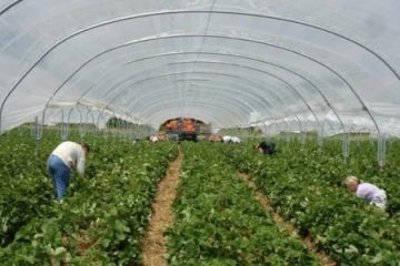 Angajaţii din agricultură şi din industria alimentară vor avea un salariu de bază minim de 3.000 lei, de la 1 iunie