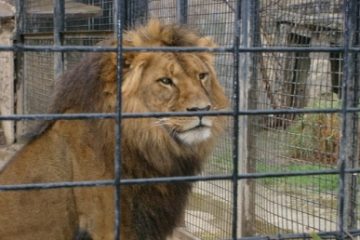 Cei doi lei scăpaţi din cuşcă la Zoo Rădăuți au fost prinşi