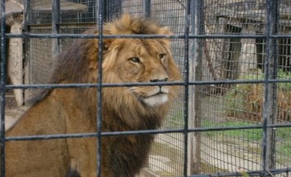 Cei doi lei scăpaţi din cuşcă la Zoo Rădăuți au fost prinşi