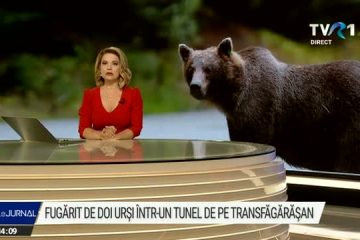 Un turist a fost fugărit de doi urși în zona barajului Vidraru