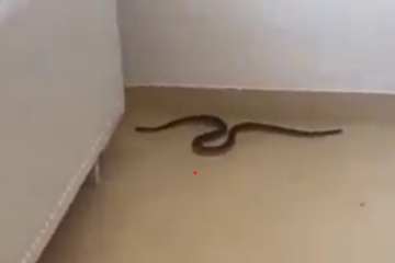 Șarpe de peste un metru lungime, în spitalul din Balș. Managerul unității spune că este invazie de șerpi în Olt