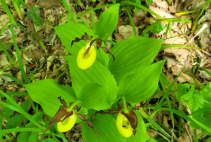 Papucul Doamnei, o plantă foarte rară, a înflorit într-o pădure din Botoşani