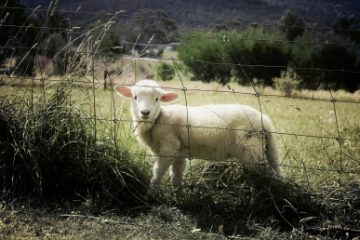 Acordul comercial UE-Noua Zeelandă sperie fermierii europeni. Lactatele, oile și carnea de vită sunt „mieii sacrificați” ai înțelegerii comerciale