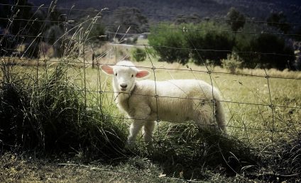 Acordul comercial UE-Noua Zeelandă sperie fermierii europeni. Lactatele, oile și carnea de vită sunt „mieii sacrificați” ai înțelegerii comerciale