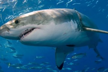 Concluzia comisiei de anchetă din Egipt: Sezonul de reproducere, la baza recentelor atacuri ale rechinilor în Marea Roşie. O româncă, printre victime