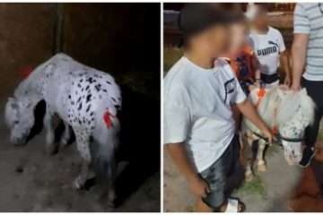 Polițiștii constănțeni au salvat un ponei, exploatat în Satul de vacanță