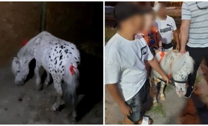 Polițiștii constănțeni au salvat un ponei, exploatat în Satul de vacanță