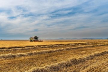 MADR: Circa 16.000 de hectare recoltate cu grâu, afectate de seceta pedologică în patru judeţe