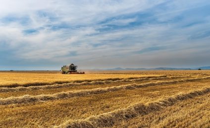 MADR: Circa 16.000 de hectare recoltate cu grâu, afectate de seceta pedologică în patru judeţe