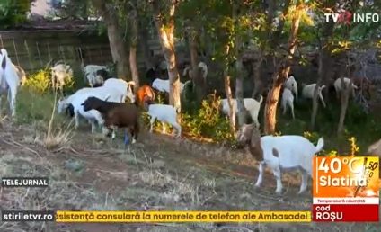 În Colorado, caprele sunt de mare ajutor în prevenirea incendiilor