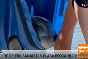 Vedete necuvântătoare, lângă plajele turistice: O morsă dornică de soare și un pui de delfin jucăuș, salvat din plasele pescarilor