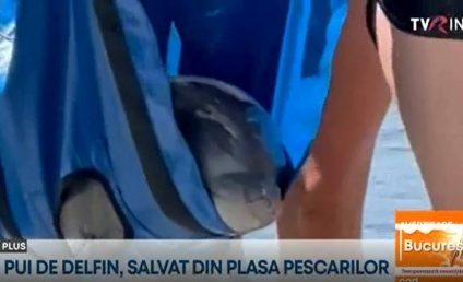 Vedete necuvântătoare, lângă plajele turistice: O morsă dornică de soare și un pui de delfin jucăuș, salvat din plasele pescarilor