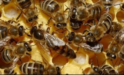 Cum încalcă România interdicția UE privind insecticidele care distrug albinele