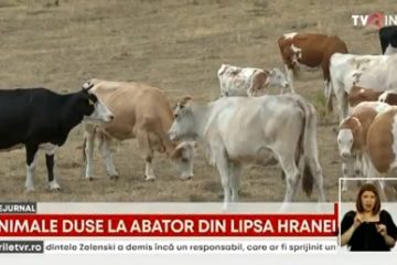 Animalele sunt sacrificate, pentru că mulți fermieri nu mai au cu ce să le hrănească, iar câmpurile sunt pârjolite de secetă