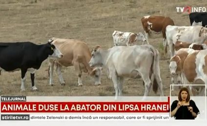 Animalele sunt sacrificate, pentru că mulți fermieri nu mai au cu ce să le hrănească, iar câmpurile sunt pârjolite de secetă
