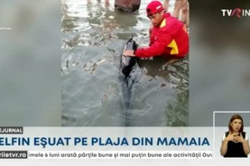 Intervenție ISU Constanța pentru salvarea unui pui de delfin, eșuat pe plaja din Mamaia