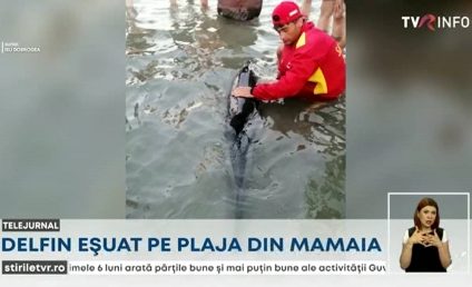 Intervenție ISU Constanța pentru salvarea unui pui de delfin, eșuat pe plaja din Mamaia