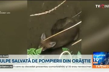 Pompierii din Orăştie au salvat o vulpe căzută într-un puţ