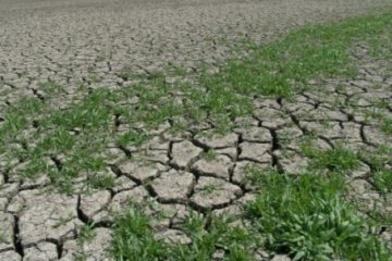 Peste 190 de mii de hectare sunt afectate de secetă. Suprafaţa raportată a crescut într-o zi cu aproape 30.000 de hectare