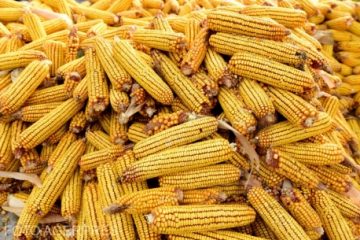 Preţul grâului şi al porumbului a scăzut după plecarea primei nave cu cereale din Ucraina