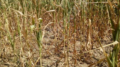 estimari-pesimiste-privind-recolta-de-porumb-a-ue-din-cauza-secetei