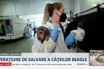 4000 de căței Beagle, folosiți pentru experimente, salvați dintr-un centru din Virginia