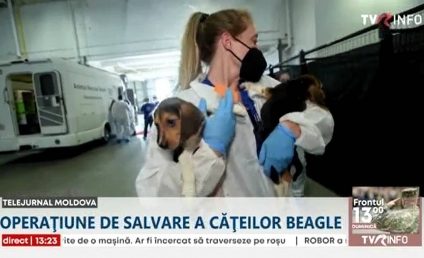 4000 de căței Beagle, folosiți pentru experimente, salvați dintr-un centru din Virginia