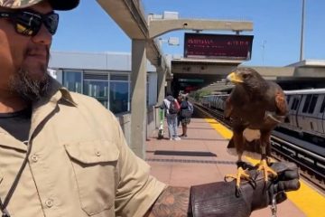 VIDEO Serviciul de metrou din San Francisco ”a angajat” o pasăre de pradă, care să sperie porumbeii