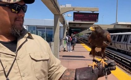 VIDEO Serviciul de metrou din San Francisco ”a angajat” o pasăre de pradă, care să sperie porumbeii