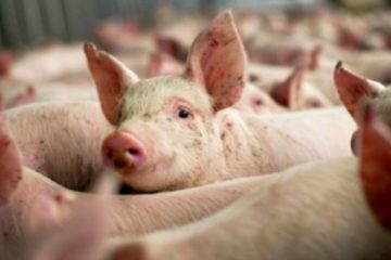 Sibiu: Nouă animale depistate cu pestă porcină, la Cârţişoara