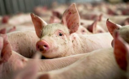 Sibiu: Nouă animale depistate cu pestă porcină, la Cârţişoara