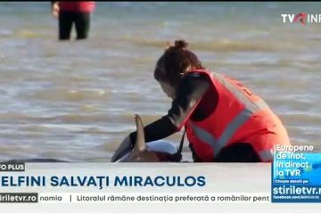 Nouă delfini au fost salvaţi în Noua Zeelandă