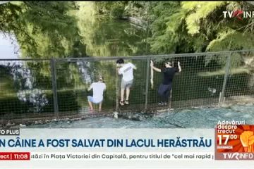 Un câine fără stăpân a fost salvat din Lacul Herăstrău