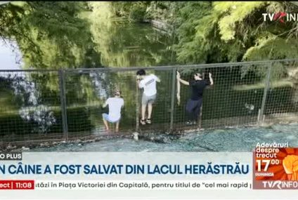 Un câine fără stăpân a fost salvat din Lacul Herăstrău