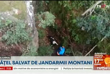 Un căţel a fost salvat dintr-o râpă de jandarmii montani