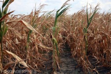 Suprafețele agricole afectate de secetă se apropie de 352.000 de hectare