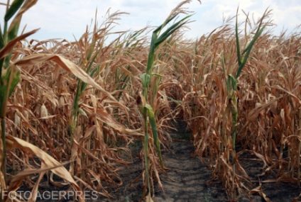 Suprafețele agricole afectate de secetă se apropie de 352.000 de hectare